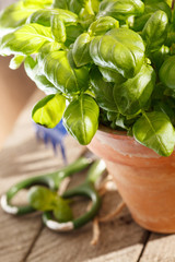basil in the pot