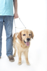 Guide dog isolated on white