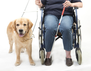 Guide dog isolated on white with wheelchair