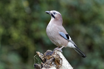 Jay, Garrulus glandarius