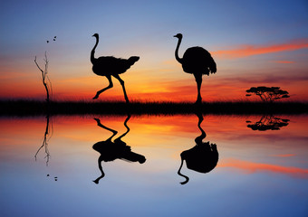 Naklejka premium Wild ostriches at sunset