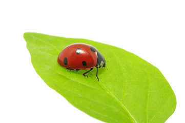 ladybug