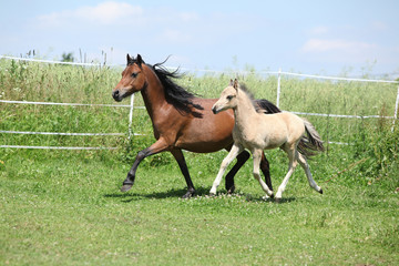 Welsh mountain pony mare with foal running
