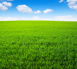 Fototapeta premium field