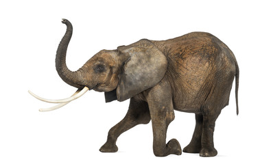 Side view of an African elephant, kneeling, performing, isolated