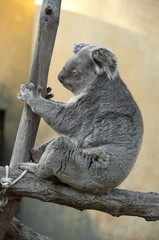 Koala - Phascolarctos cinereus