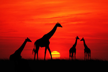 Fototapeta na wymiar Giraffe at sunset