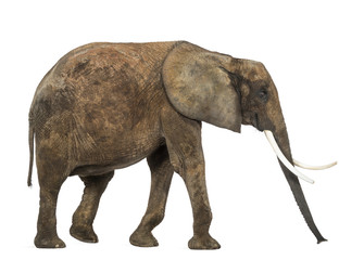 Naklejka premium Side view of an African elephant, isolated on white