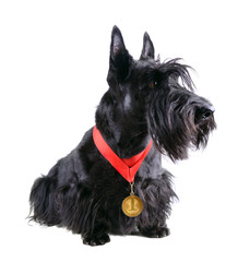 Champion