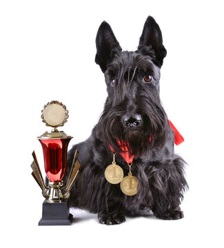 Champion dog with gold gup