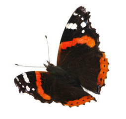 Naklejka premium butterfly on white