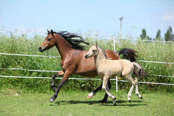 Welsh mountain pony mare with foal running