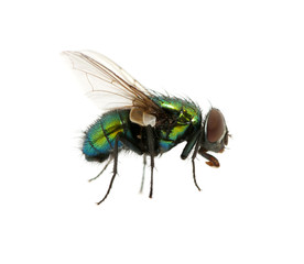 green fly