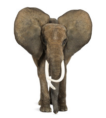 Éléphant d& 39 Afrique debout, les oreilles vers le haut, isolé sur blanc