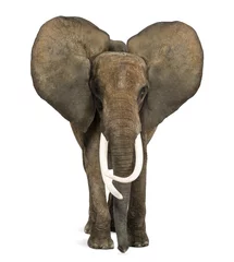 Papier Peint photo Éléphant Éléphant d& 39 Afrique debout, les oreilles vers le haut, isolé sur blanc