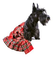 Dog in kilt