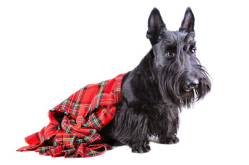 Scottish terrier in a kilt