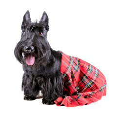 Highlander dog
