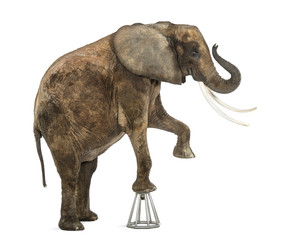 African elephant performing, standing up on a stool, isolated