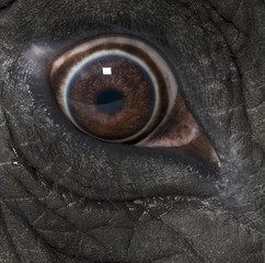 Macro of an African elephant's eye