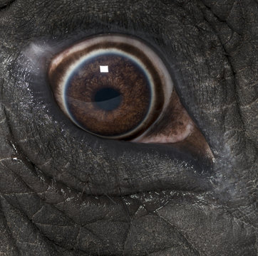 Fototapeta Macro of an African elephant's eye