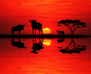 Fototapeta na wymiar Wildebeest at sunset