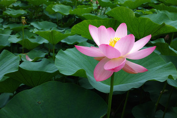 千葉公園初夏の大賀蓮