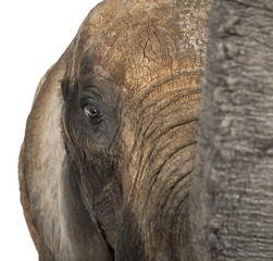 Close up of an African elephant