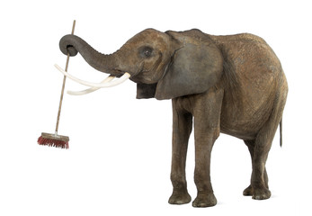 African elephant playing with a broom, isolated on white