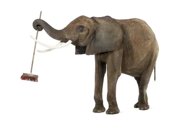 Crédence de cuisine en verre imprimé Éléphant African elephant playing with a broom, isolated on white