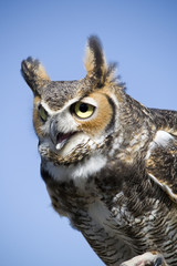 Great Horned Owl
