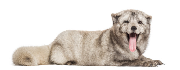 Obraz premium Arctic fox lying, panting, Vulpes lagopus, isolated