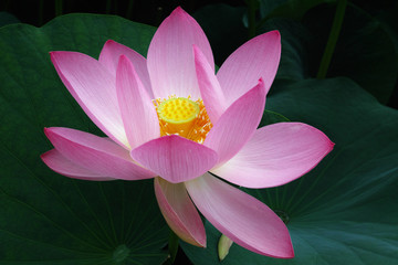千葉公園初夏の大賀蓮