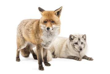 Red Fox and Arctic Fox, isolated