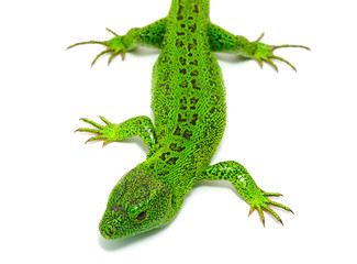 green lizard