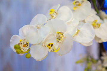 Fototapeta na wymiar Close up of flower - selective focus