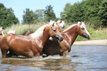Fototapeta premium Batch of chestnut horses in the wather