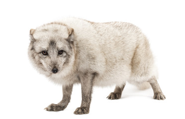 Arctic fox, Vulpes lagopus, isolated