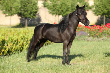 Portrait of nice arabian horse