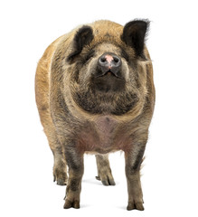 Domestic Pig standing and looking up, isolated on white © Eric Isselée