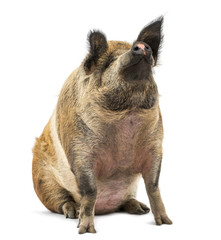 Domestic Pig sitting and looking up, isolated on white