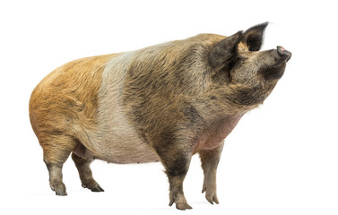 Domestic pig standing and looking up, isolated on white