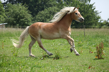 Obraz na płótnie Canvas Portrait of nice arabian horse