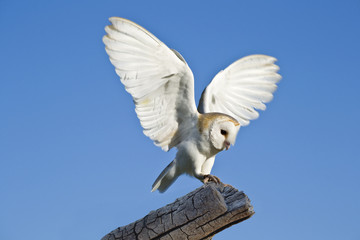 Barn Owl