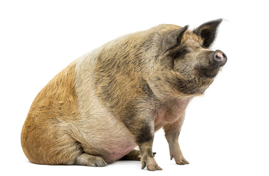 Domestic pig sitting and looking away, isolated on white