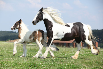 Portrait of nice arabian horse