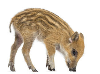 Wild boar, Sus scrofa, also known as wild pig, 2 months old