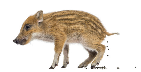 Wild boar, Sus scrofa, also known as wild pig, defecating