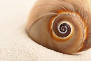 Closeup of shell on sand