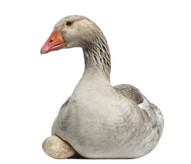 Close-up of a Domestic goose, Anser anser domesticus, lying © Eric Isselée